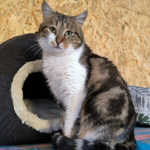 dreifarbiger Kurzhaarkater sitzt vor Kuschelhöhle und schaut in Kamera