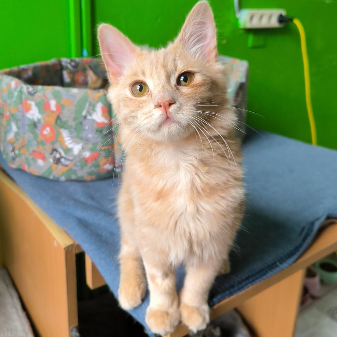 cremefarbener Kater vor einem Katzenkörbchen und einer grünen Wand