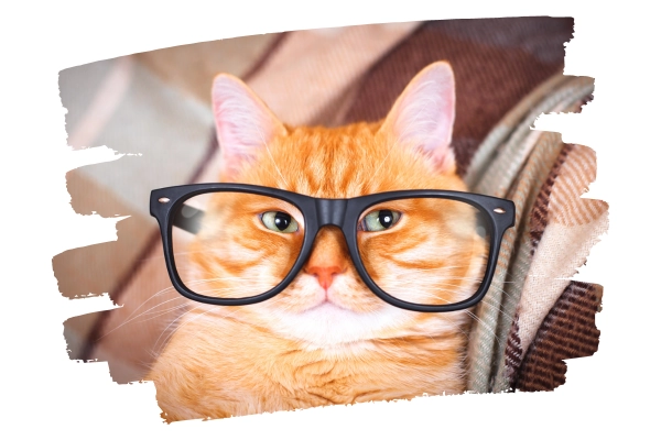 Katze mit Brille