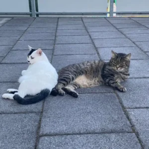 Weiße Katze mit dunklen flecken im Gesicht liegt entspannt zusammen mit einer getigerten Katze auf einem Balkon