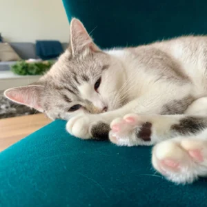 Weiß-graue Katze liegt schläfrig auf einem blauen Sofa