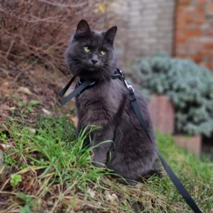 Schwarze Katze sitzt mit Geschirr im Garten