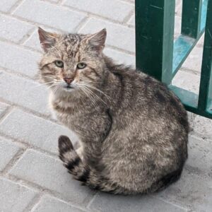 Getigerter älterer Kater sitzt auf einer hell gefließten Terasse