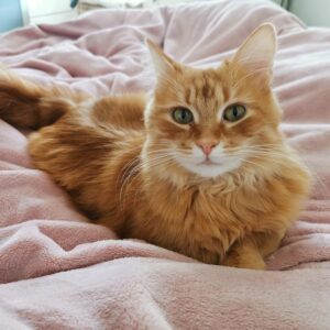 Rote Langhaarkatze mit weißem Schnäuzchen liegt auf einer kuscheligen rosa Decke und blickt in die Kamera