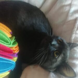 schwarze Katze, jung, in Bettwäsche eingesunken, frische Wäsche daneben, bunt, zusammengelegt und gestapelt