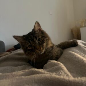 Eine getigerte Katze liegt auf einer hellen Flauschdecke