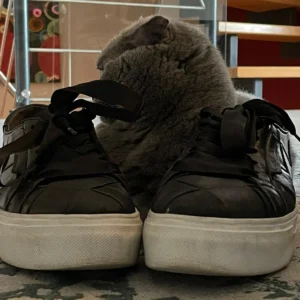 Graue Katze liegt in Schuhen