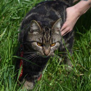 Tabby Kater, grau, an der Leine auf der Wiese, intensiv leuchtende bernsteinfarbene Augen