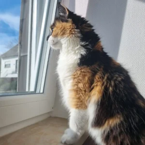 Dreifarbige Katze sitzt auf der Fensterbank und schaut aus dem Fenster