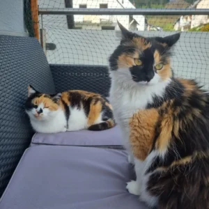 Zwei dreifarbige Katzen liegen und sitzen auf einem Sofa