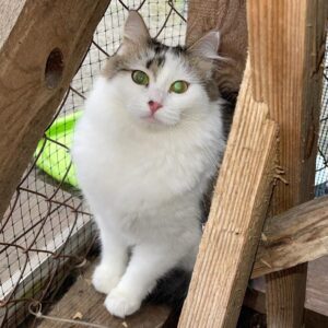 weiß getigerte Katze sitzt hinter Holzstapel