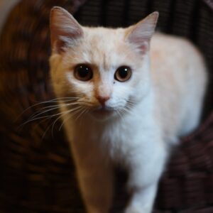 Weiße Katze mit großen braunen Augen kommt aus einem geflochtenen Korb heraus.