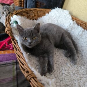 graue Katze, jung, liegt friedlich in einem Korb mit weißer Katzendecke und schaut in die Kamera