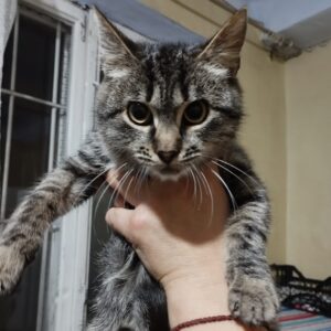 getigerte Katze, in der Hand seiner vermutlich Pflegestelle, es ist dunkel draußen (Fenster)