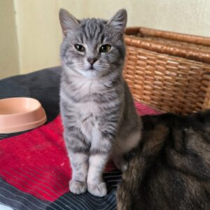 junger grau-getigerter Kater, Futternapf, Korb und rotes Tuch im Hintergrund