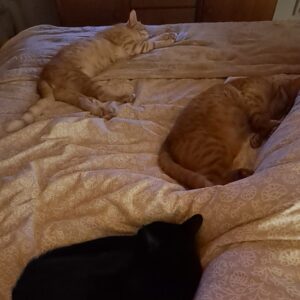 Drei Katzen liegen schlafend im Bett