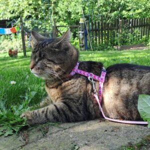 Eine blinde getigerte Katze liegt angeleint in einem grünen Garten