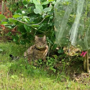 Eine blinde getigerte Katze sitzt angeleint vor einem Blumenbeet.