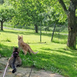 Eine getigerte und eine rote Katze sind angeleint auf einer grünen Wiese von hinten zu sehen.