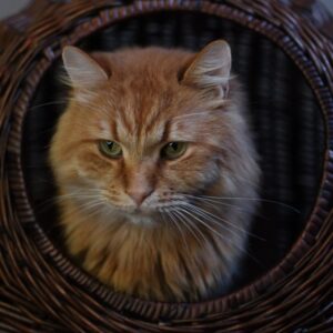 Rothaariger Kater mit grünen Augen schaut aus einem geflichtenen Körbchen heraus.