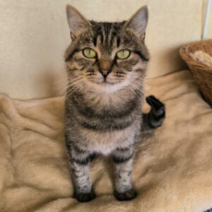 getigerte Kurzhaarkatze sind auf beiger Kuscheldecke und schaut in Kamera