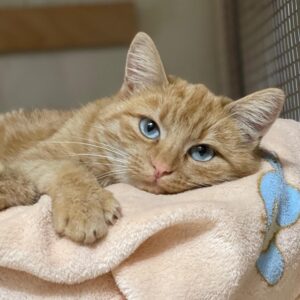 orange getigerte Kurzhaarkatze mit blauen Augen liegt auf Kuscheldecke