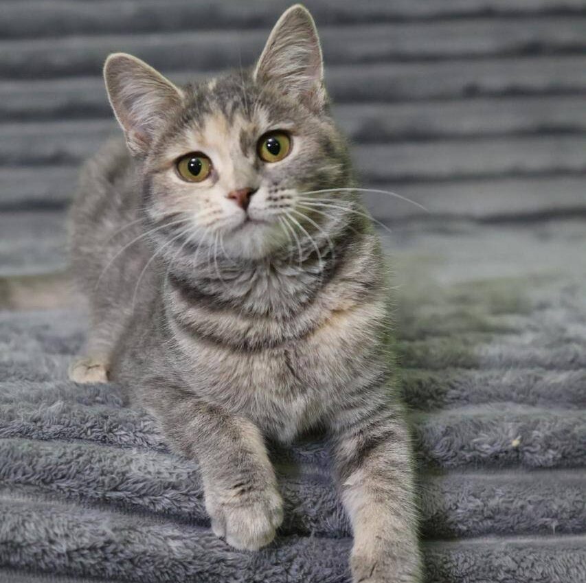 graue getigerte Katze vor grauem Hintergrund