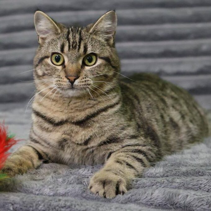 getigerter Kater, graue, flauschige Tagesdecke als Hintergrund, Federspielzeug im Vordergrund (rot)