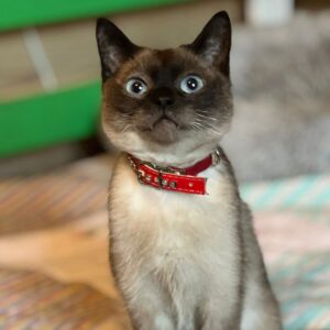 Cremefarbener Kater mit blauen Augen und rotem Halsband schaut aufmerksam in die Kamera